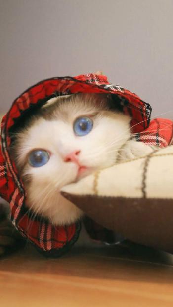 可爱猫咪图片图片 _ 第(8)张