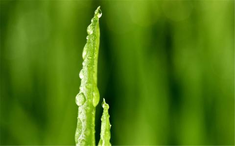 小清新植物嫩芽图片桌面壁纸第0张