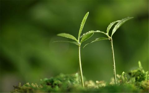 小清新植物嫩芽图片桌面壁纸第1张