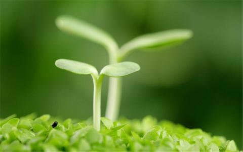 小清新植物嫩芽图片桌面壁纸第4张