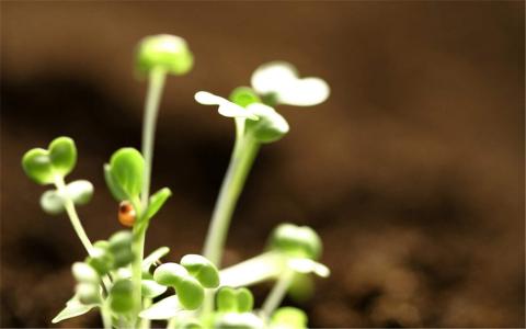 小清新植物嫩芽图片桌面壁纸第5张