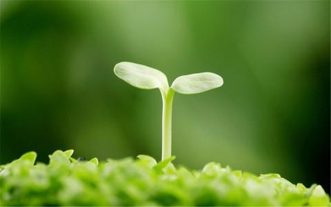 小清新植物嫩芽图片桌面壁纸第6张