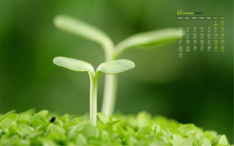 小清新植物嫩芽图片桌面壁纸第4张