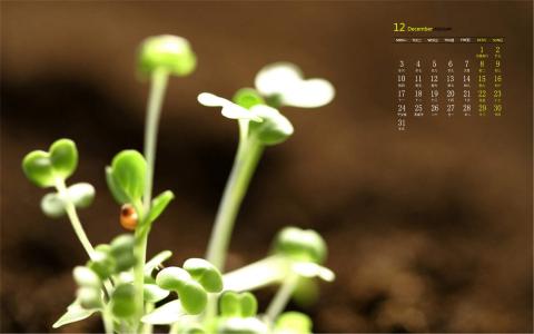 小清新植物嫩芽图片桌面壁纸第5张