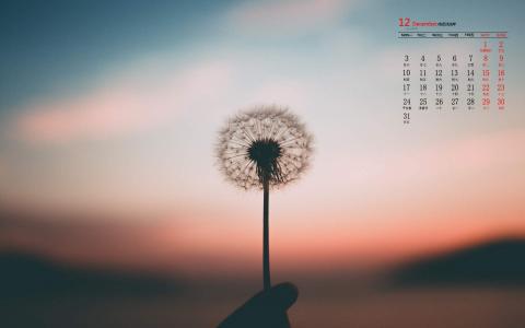蒲公英图片 _ 第(1)张