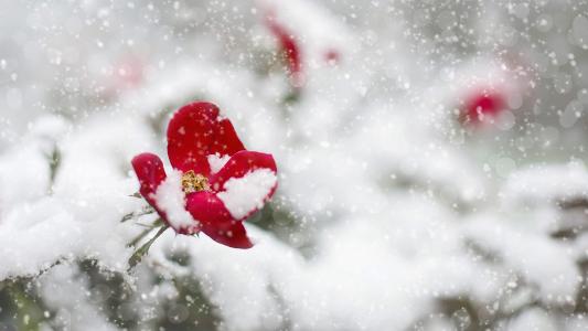 雪景图片 _ 第(2)张