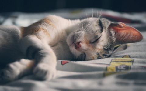 90后性感小猫咪写真第3张