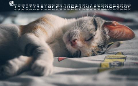 可爱猫咪图片图片 _ 第(4)张
