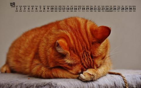 可爱猫咪图片图片 _ 第(5)张