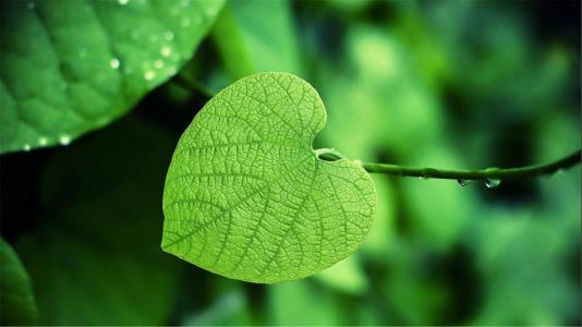 绿色植物图片 _ 第(6)张