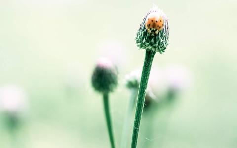 绿色植物图片 _ 第(3)张