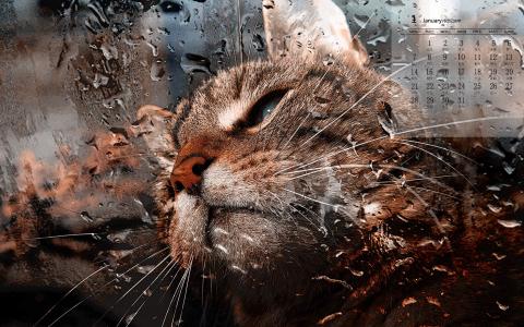 可爱猫咪图片图片 _ 第(6)张