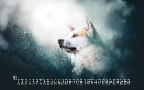 第0张