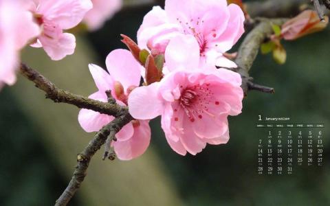 梅花图片 _ 第(6)张