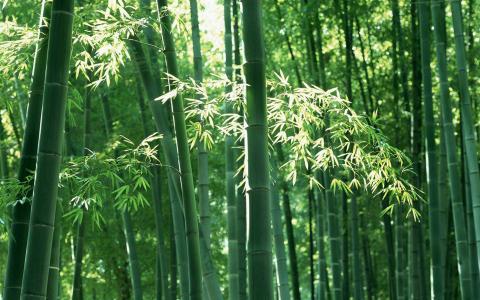 竹子图片 _ 第(7)张