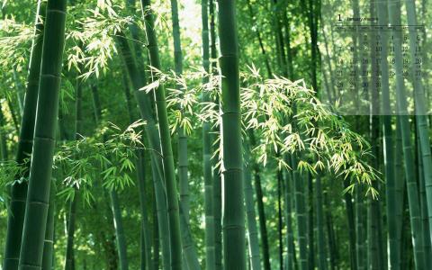 竹子第6张