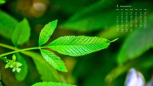 绿色植物图片 _ 第(6)张