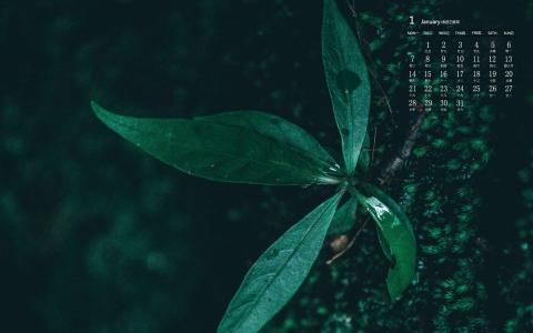 绿色植物图片 _ 第(5)张