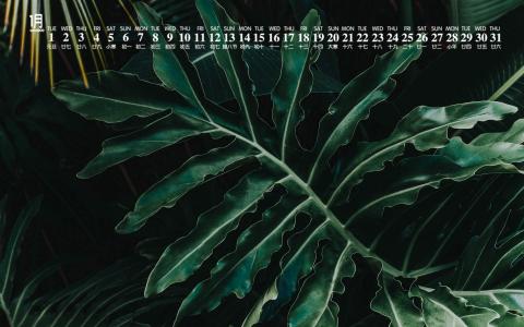 绿色植物图片 _ 第(6)张