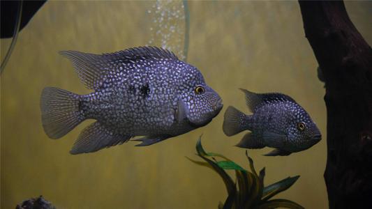 水母：神奇的海洋生物图片第3张