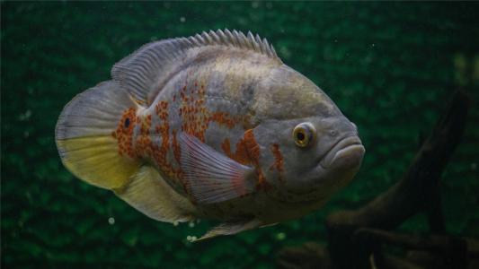 水母：神奇的海洋生物图片第5张