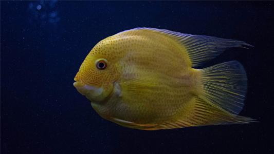 水母：神奇的海洋生物图片第6张