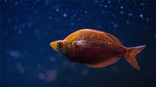 海洋生物图片 _ 第(9)张