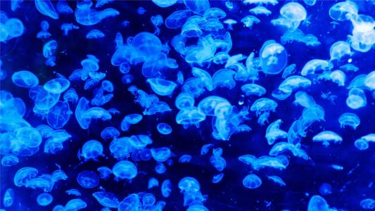 梦幻海洋生物水母高清手机壁纸第4张