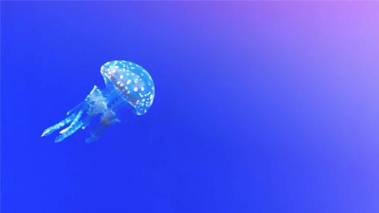 梦幻海洋生物水母高清手机壁纸第6张