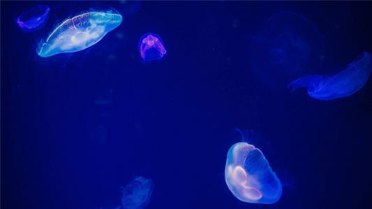 海洋生物图片 _ 第(8)张
