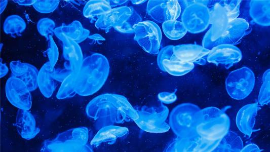海洋生物图片 _ 第(10)张