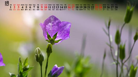 清新淡雅的花卉图片电脑壁纸第2张