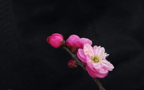 图片 _ 第(1)张
