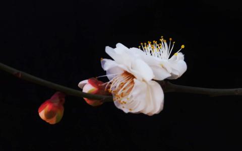 图片 _ 第(3)张