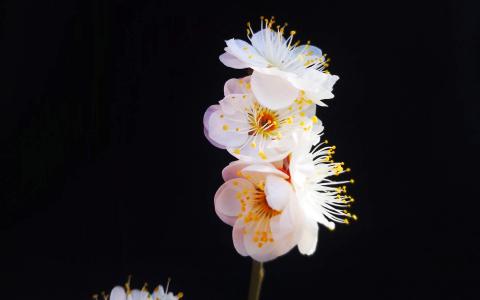 梅花图片 _ 第(5)张