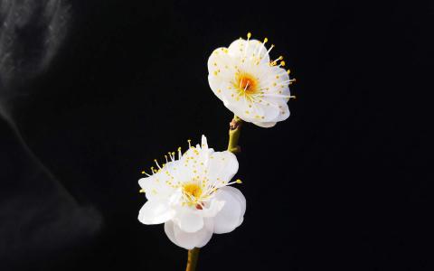 梅花图片 _ 第(6)张