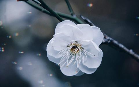 梅花图片 _ 第(5)张