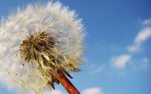 花团锦簇唯美风景图片手机壁纸第3张