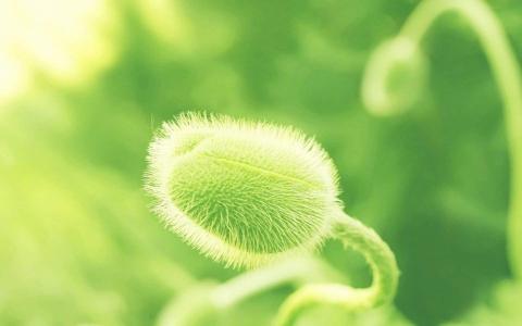 清新护眼绿色嫩芽图片桌面壁纸第2张
