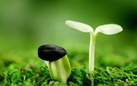 清新护眼绿色嫩芽图片桌面壁纸第6张