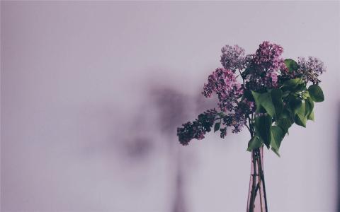 盆栽图片 _ 第(2)张