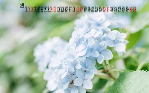 可爱的小雏菊小清新桌面壁纸第4张