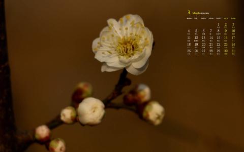 梅花图片 _ 第(2)张