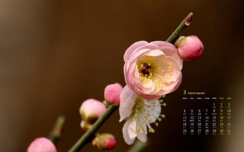 梅花图片 _ 第(5)张