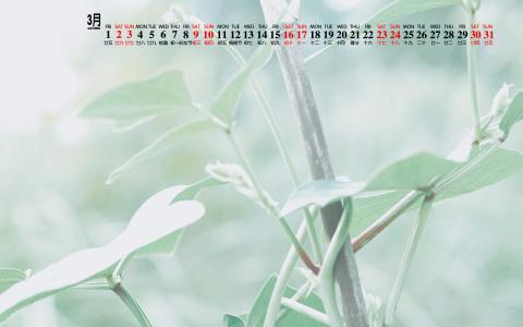 可爱的小雏菊小清新桌面壁纸第6张