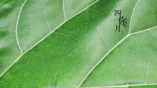 电脑壁纸大全图片 _ 第(8)张