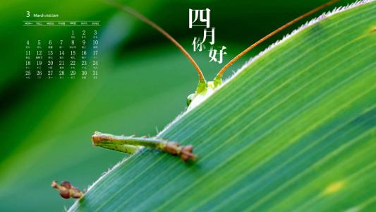 唯美清新绿色植物花卉高清摄影素材图片欣赏第1张