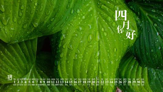 绿色植物图片 _ 第(9)张