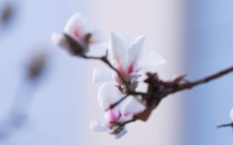 兰花图片 _ 第(5)张