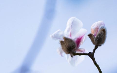兰花图片 _ 第(6)张